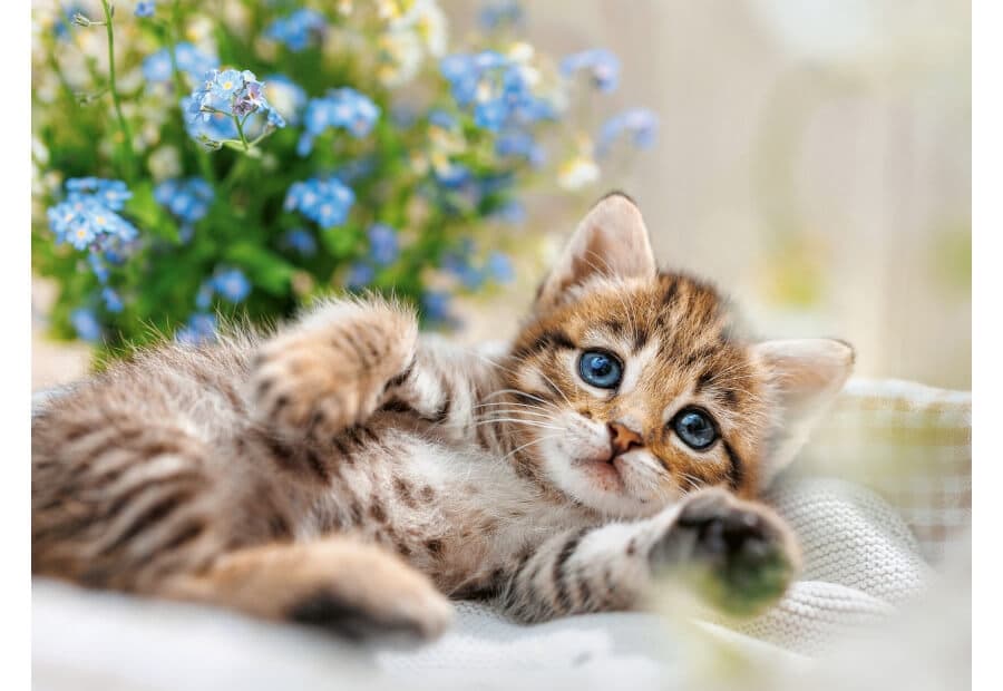 A Bouquet of Sweetness